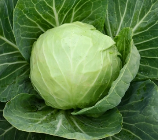 green-cabbage-med
